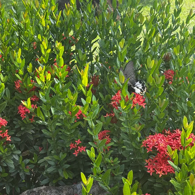 Red ixora hedge in bloom with a visiting butterfly