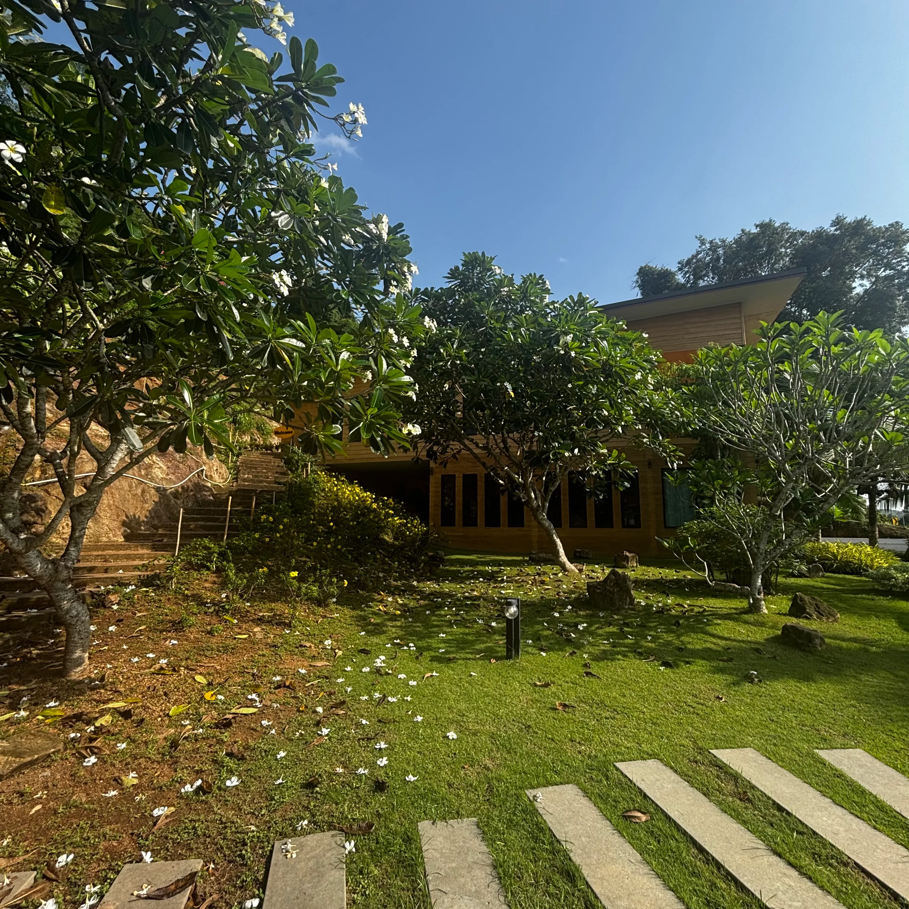 Frangipani trees scattering white petals across a green lawn with stepping stones