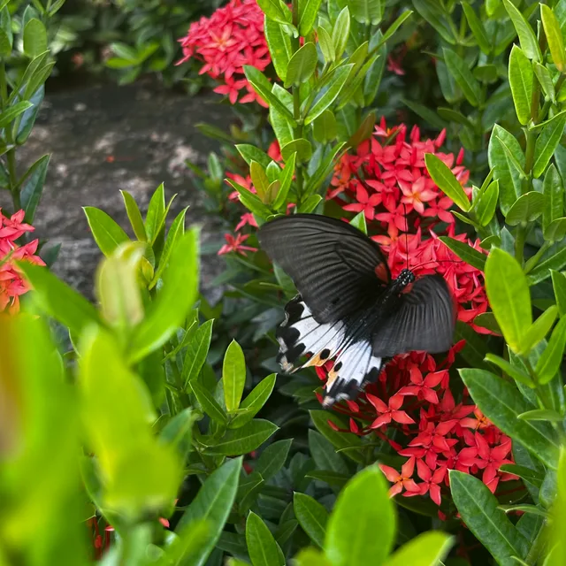 Black and white butterfly feeding on red ixora flowers